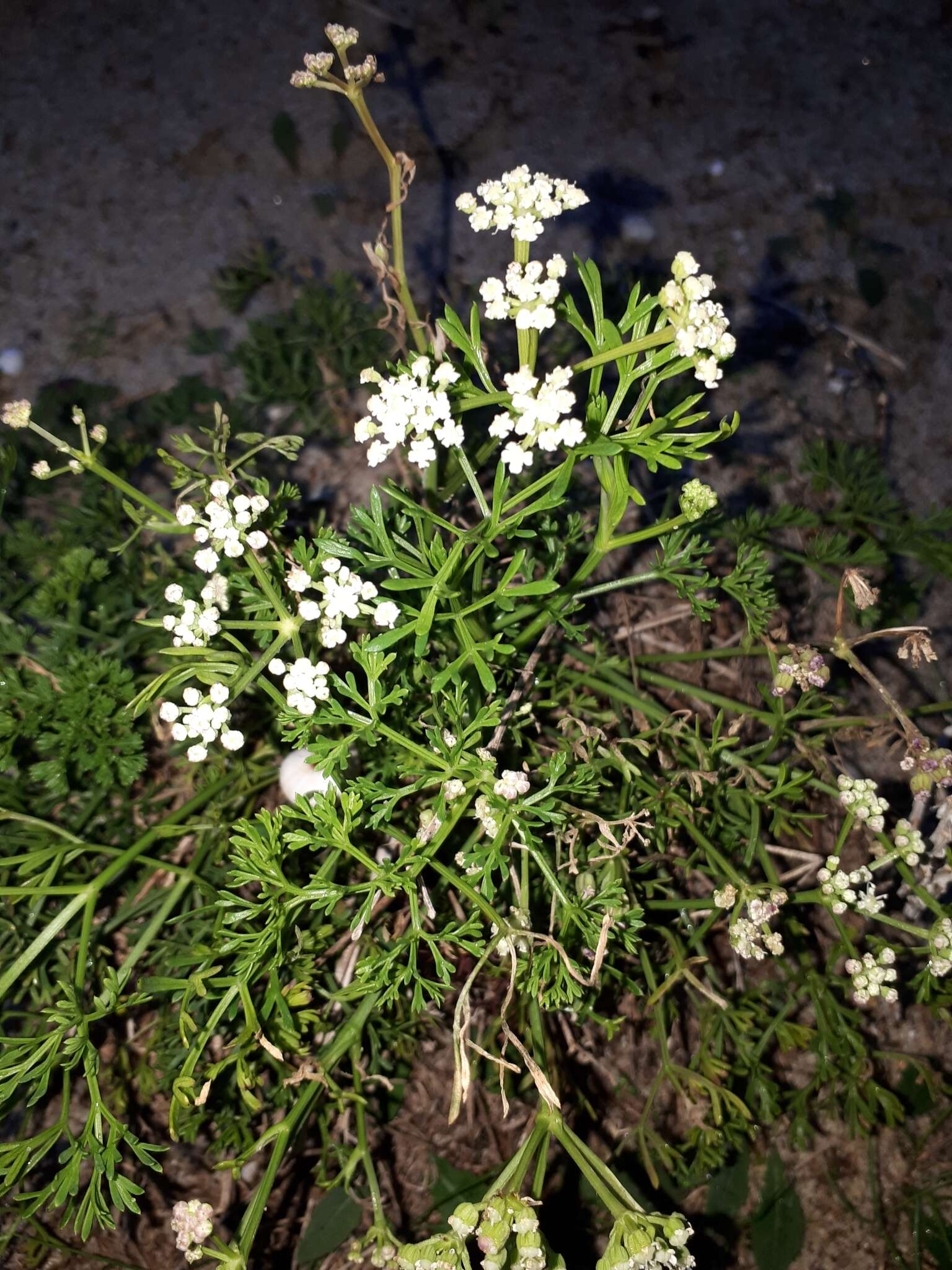 Image of Seseli tortuosum L.