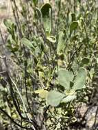 Sivun Salvia pachyphylla subsp. meridionalis R. M. Taylor kuva