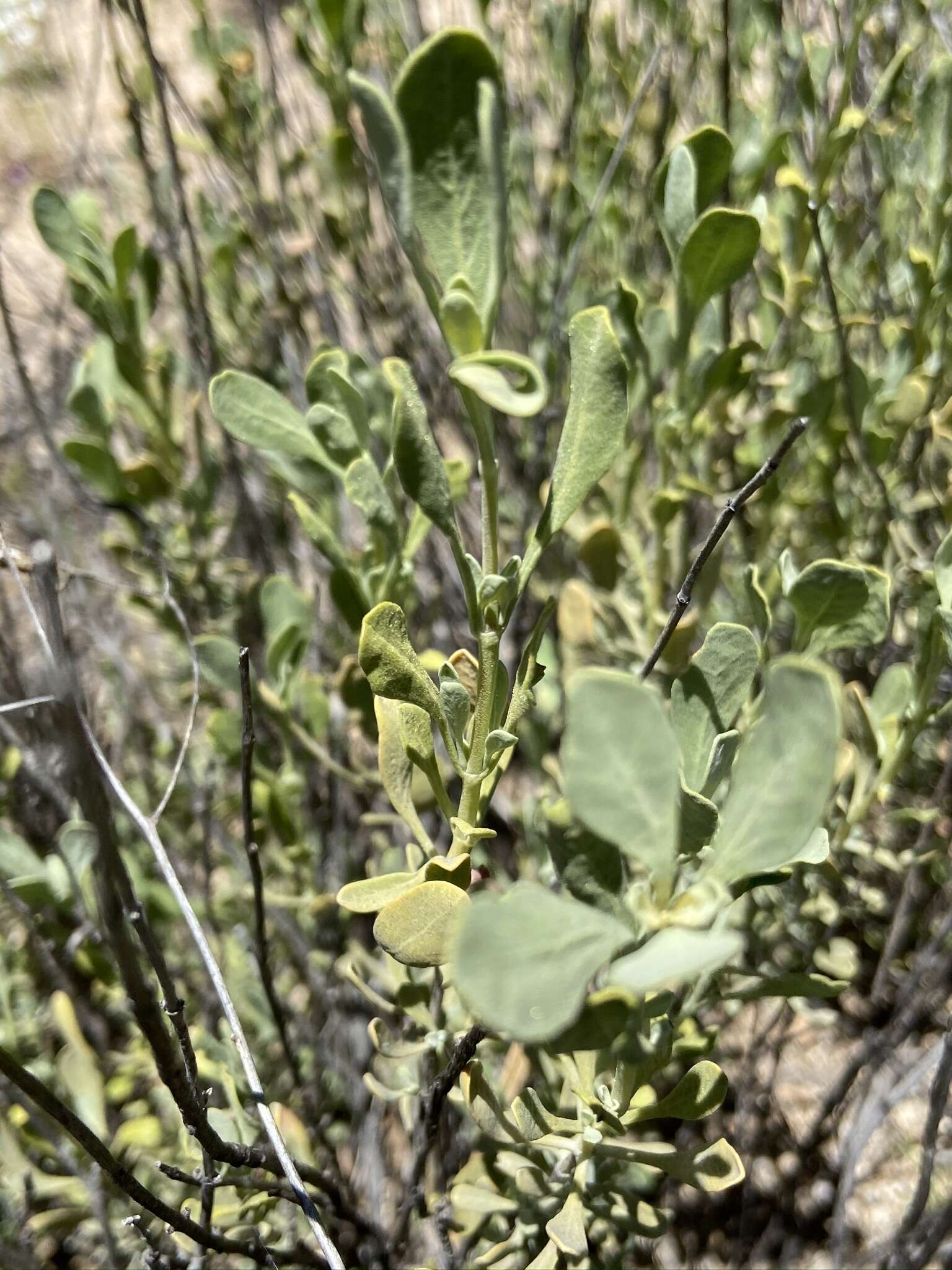 Sivun Salvia pachyphylla subsp. meridionalis R. M. Taylor kuva