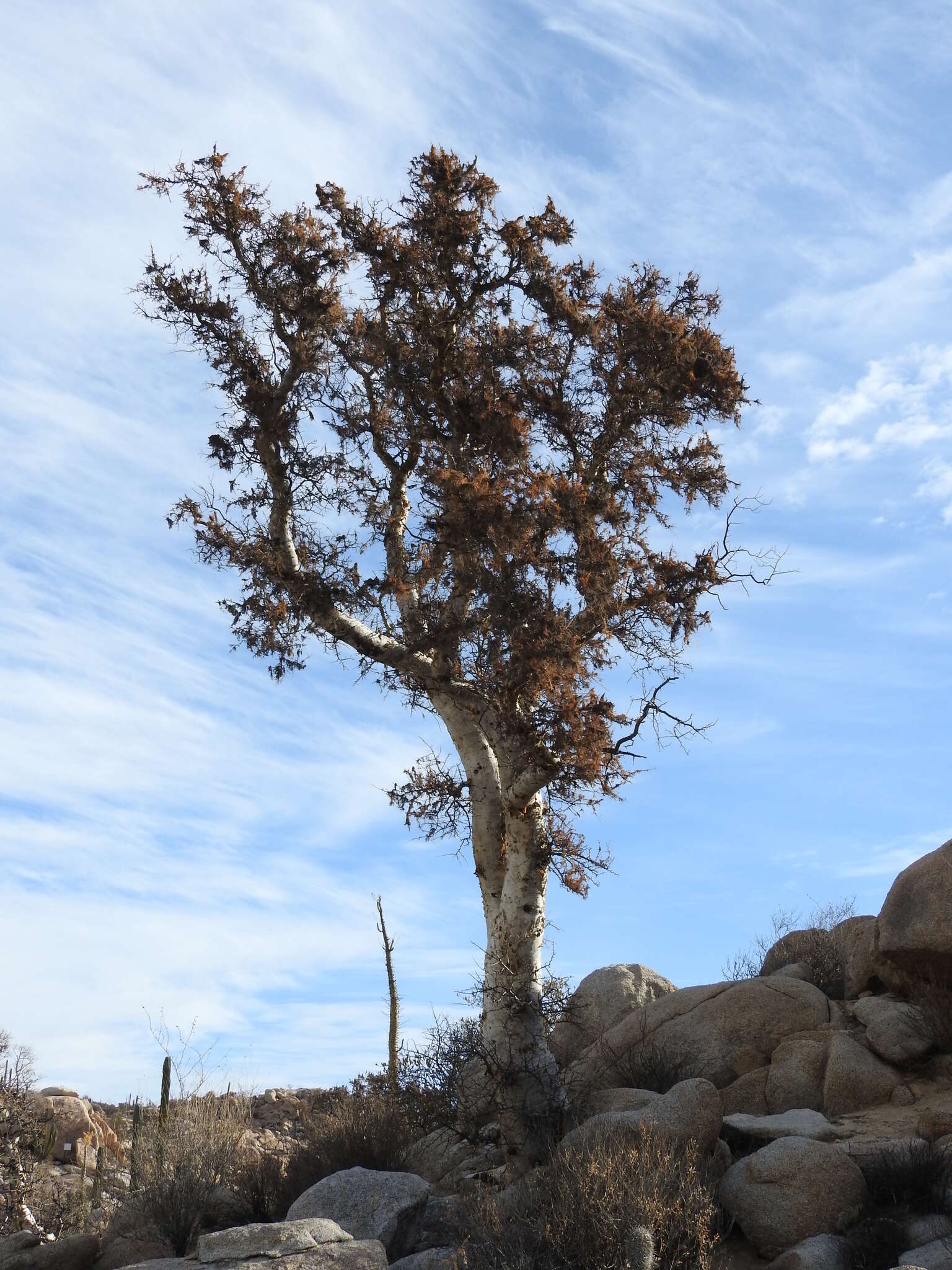 Image of elephant tree