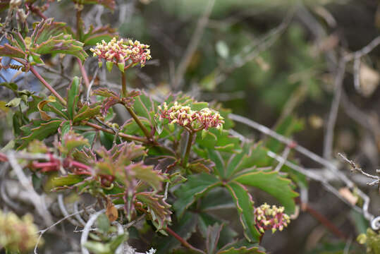 Plancia ëd Cyphostemma quinatum (Ait.) Descoings