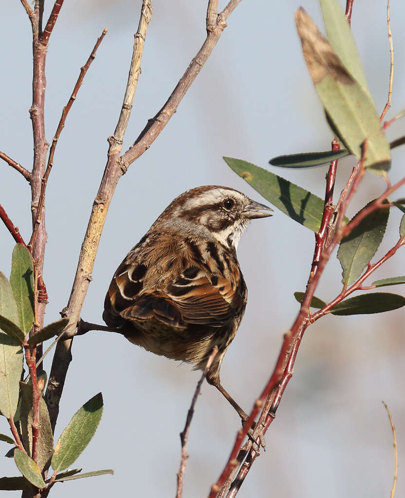 Image of Melospiza melodia mexicana Ridgway 1874