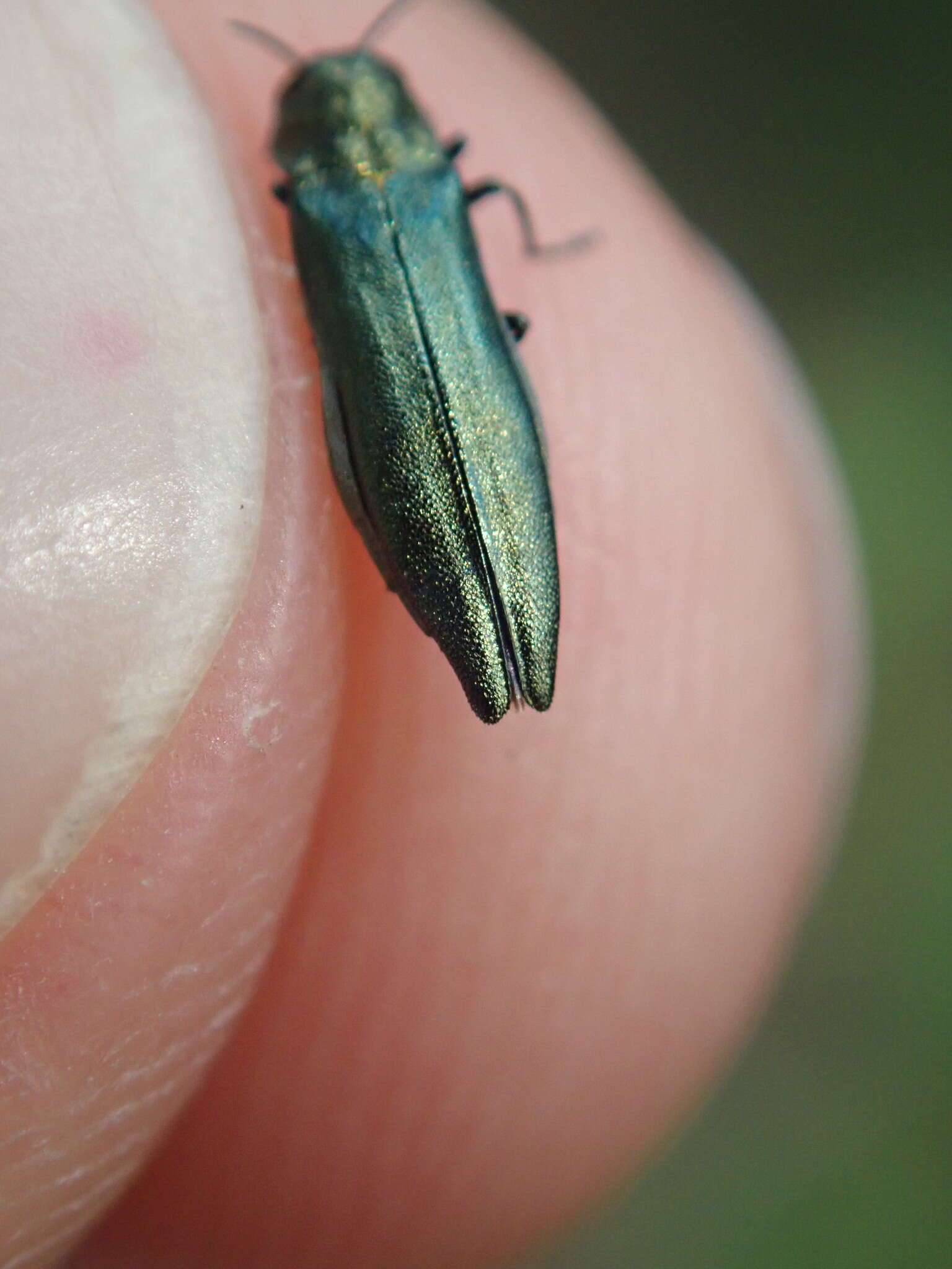 Imagem de Agrilus suvorovi Obenberger 1935