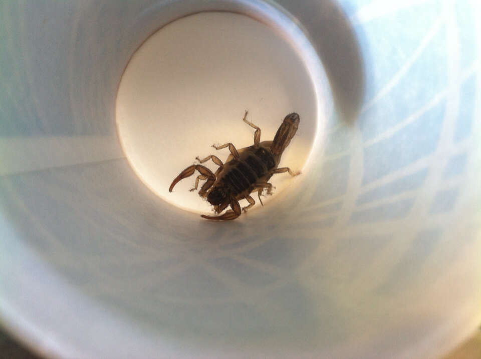 Image of California Common Scorpion