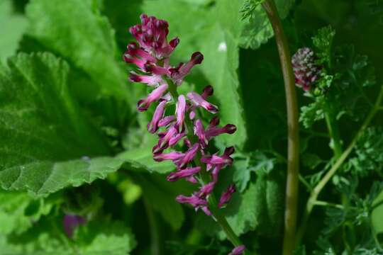 Plancia ëd Fumaria officinalis L.