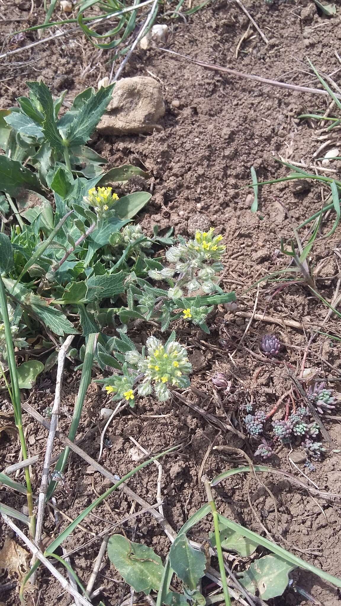 Слика од Alyssum hirsutum M. Bieb.