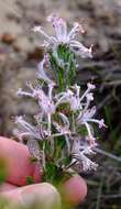 Imagem de Isopogon inconspicuus (Meissn.) D. B. Foreman