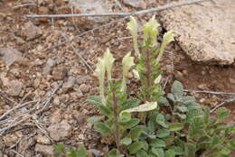 Image of Scutellaria salviifolia Benth.