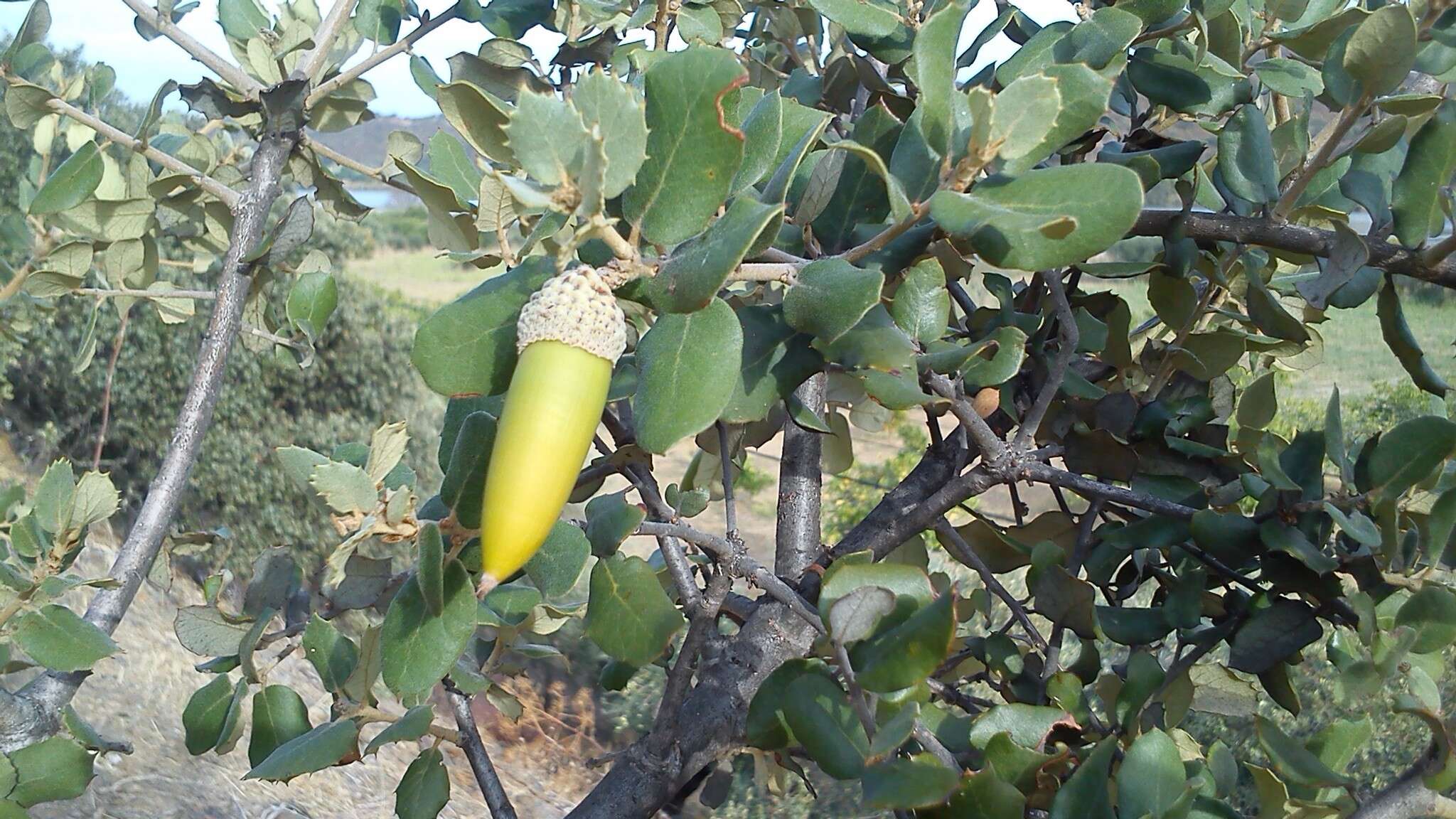 Image of Evergreen Oak