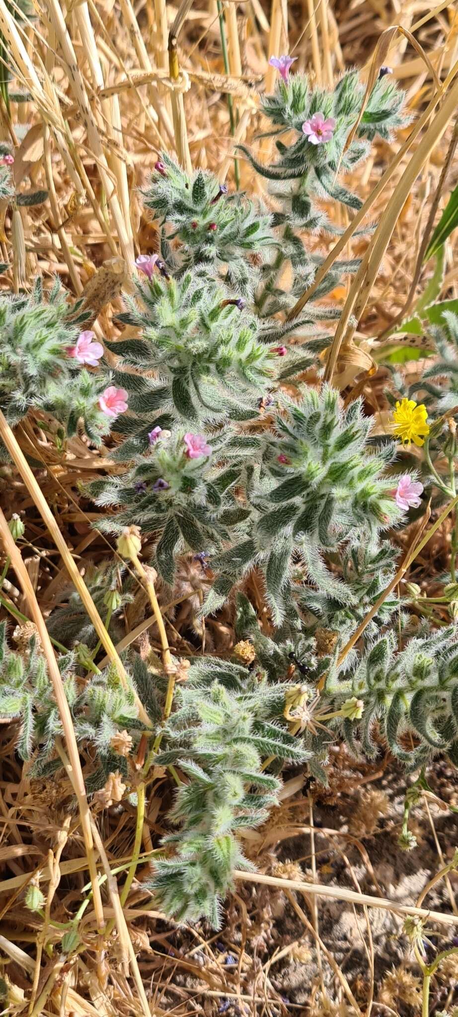 Image of strigose alkanet