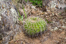 Echinopsis mamillosa Gürke resmi