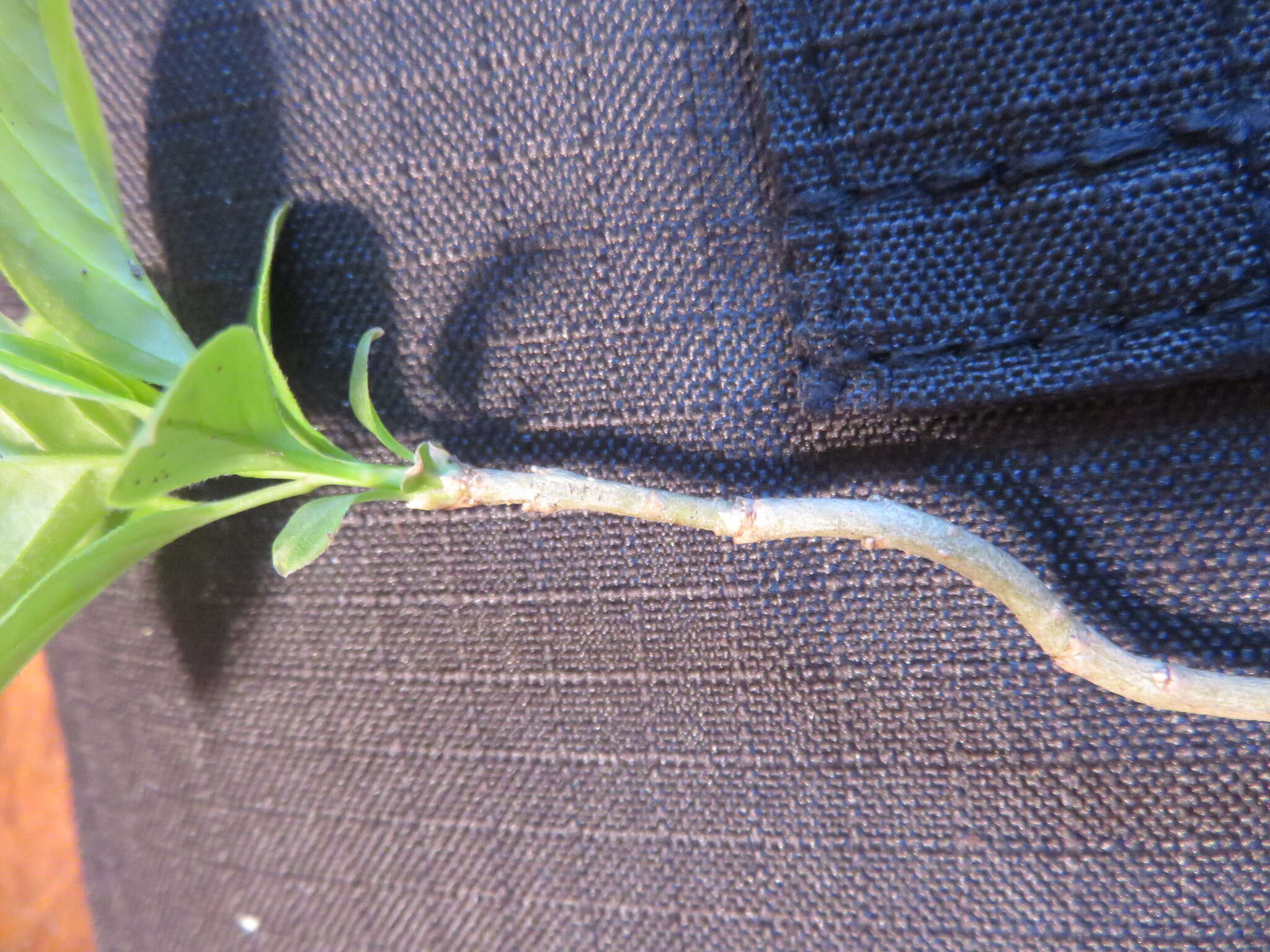 Image of Japanese Tree Lilac