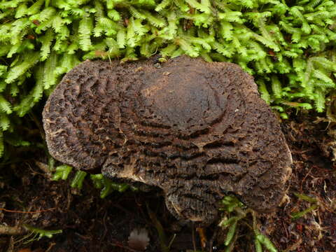 Image of Cortinarius ursus Soop 2001