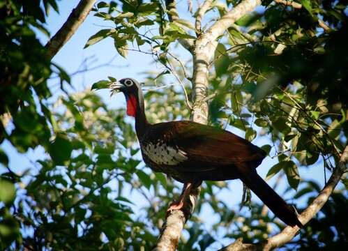 Image of Black Fronted Curassow