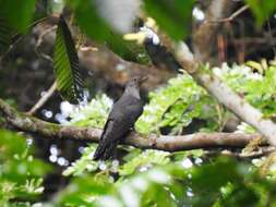 Image of Himalayan Cuckoo
