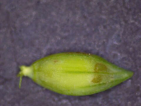 Image of Brook Crown Grass