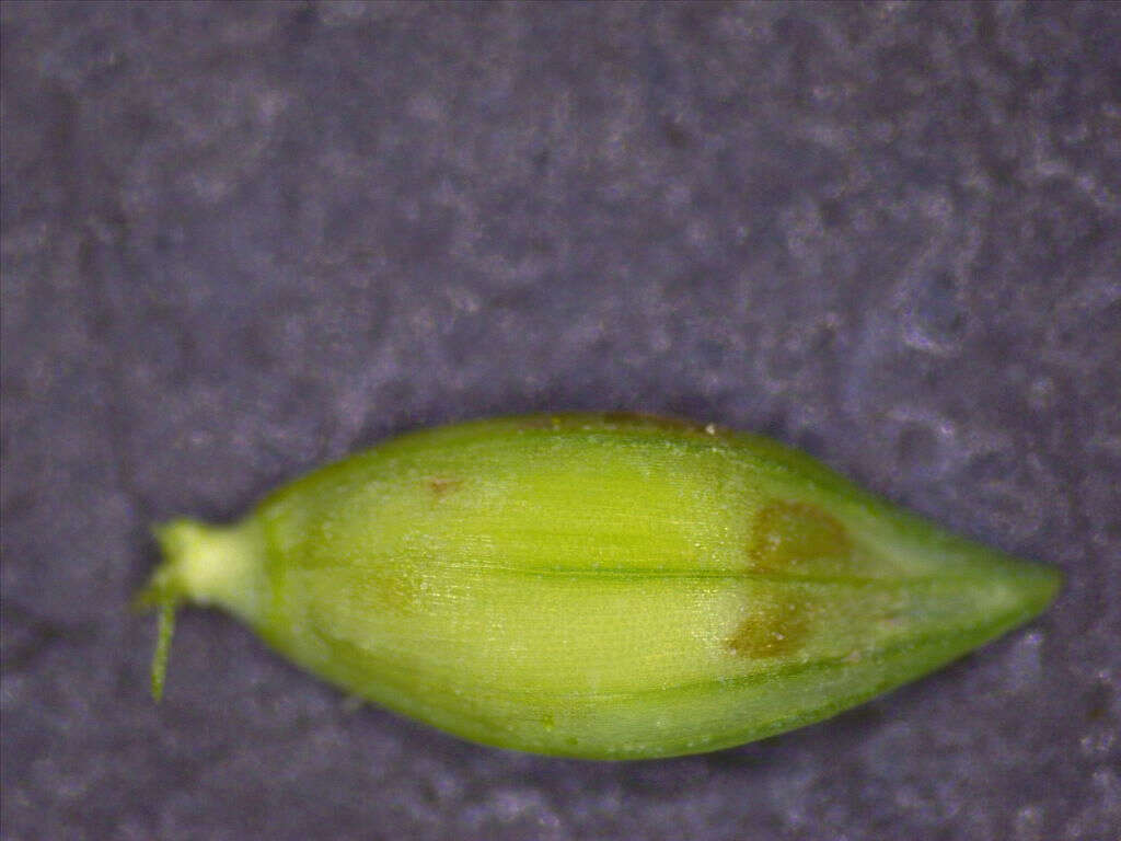 Image of Brook Crown Grass