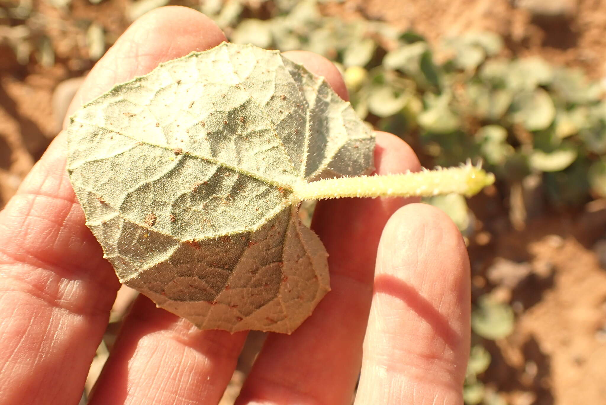 صورة Cucumis sagittatus Peyr. apud Wawra & Peyr.