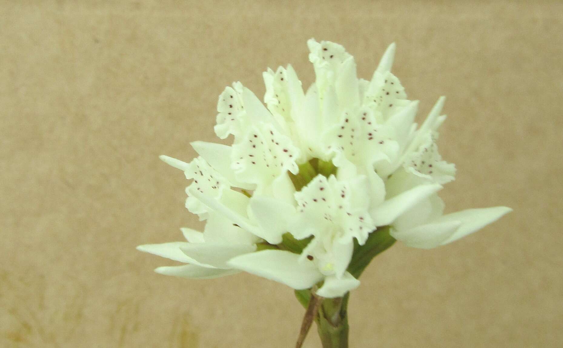 Image of Brownleea galpinii subsp. major (Bolus) H. P. Linder