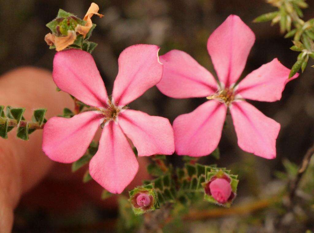 Image of Acmadenia tetragona (L. fil.) Bartl. & Wendl. fil.