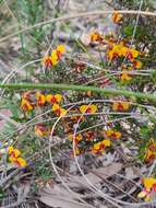 صورة Dillwynia phylicoides A. Cunn.