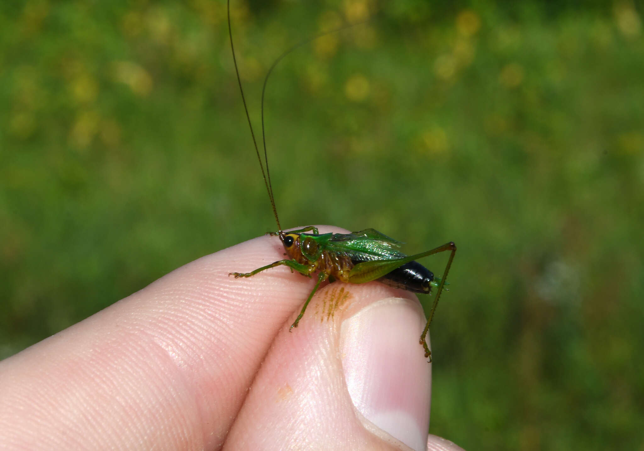 Слика од Conocephalus (Conocephalus) nigropleurum (Bruner & L. 1891)