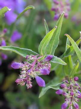 Image of sawsepal penstemon