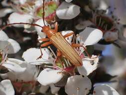 Image of Stenoderus concolor MacLeay 1826