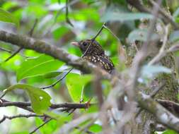 Imagem de Pogonocichla Cabanis 1847