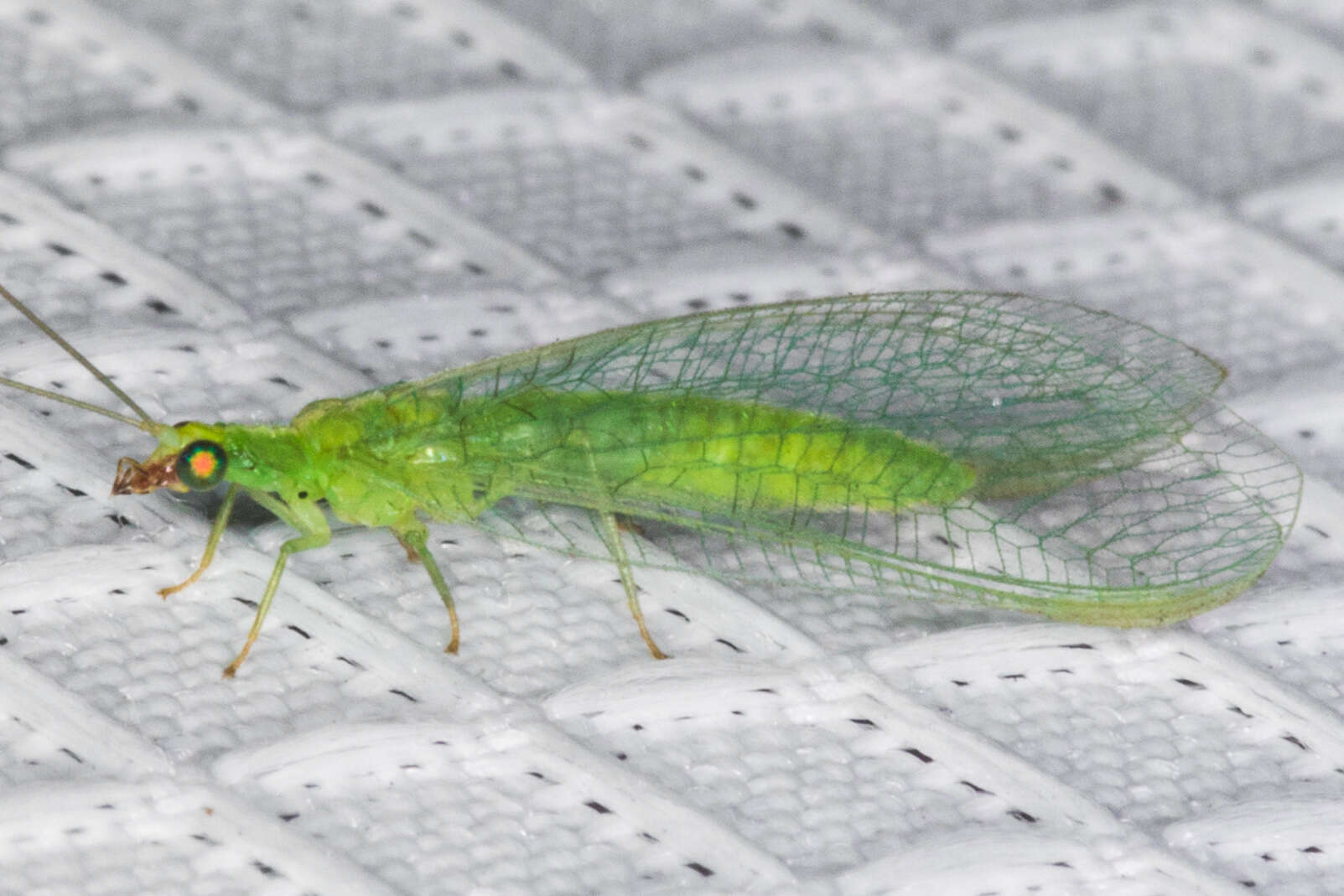 Image of Green lacewing