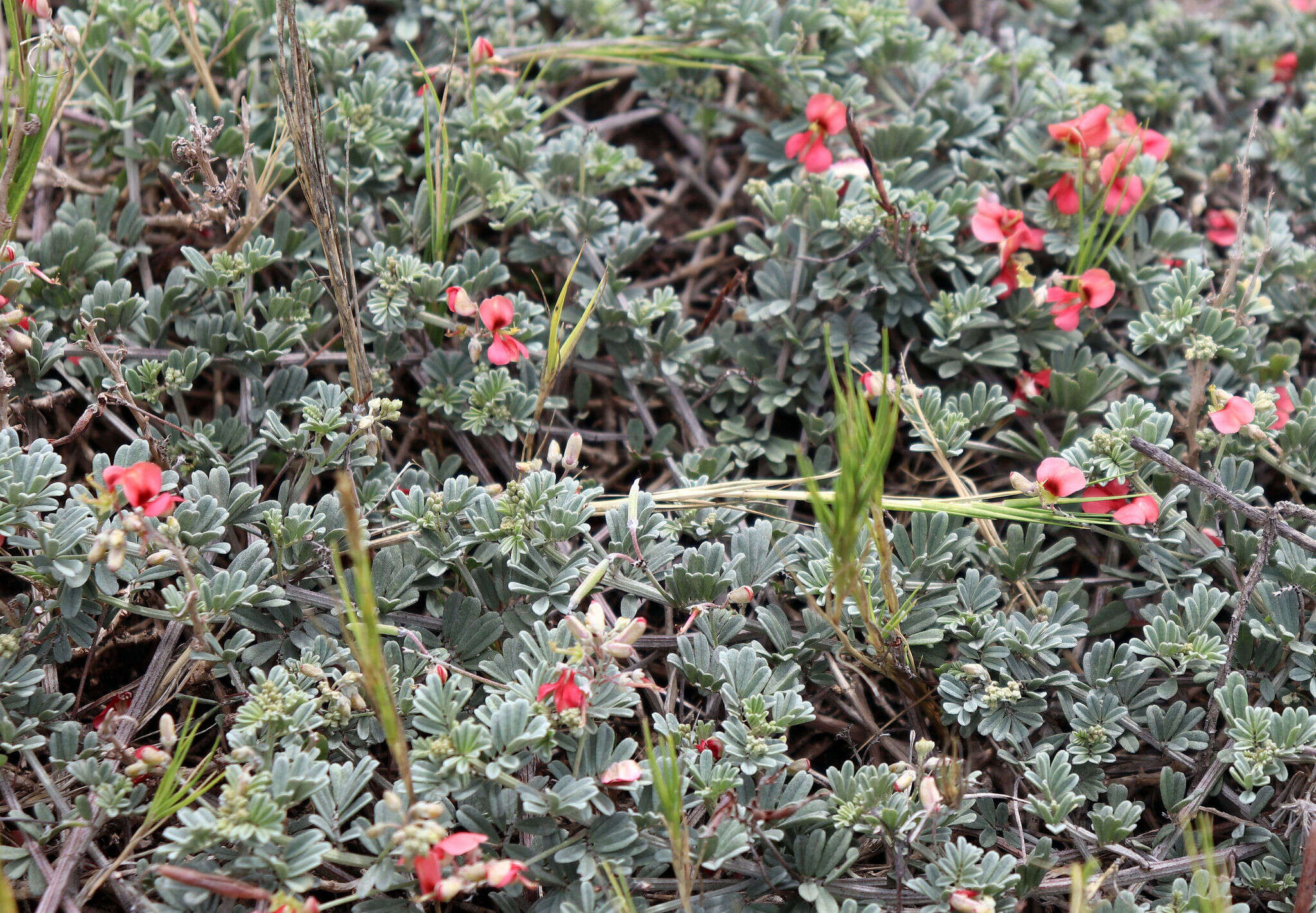 Indigofera glaucescens Eckl. & Zeyh.的圖片