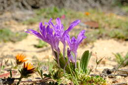 Image de Babiana pubescens (Lam.) G. J. Lewis