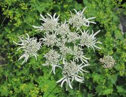 صورة Heracleum apiifolium Boiss.