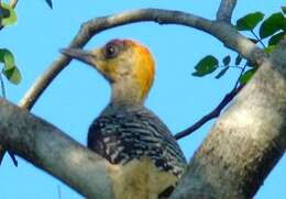 Image of Golden-cheeked Woodpecker