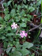 Silene aegyptiaca (L.) L. fil.的圖片