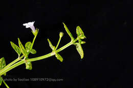 Image of <i>Torenia anagallis</i>