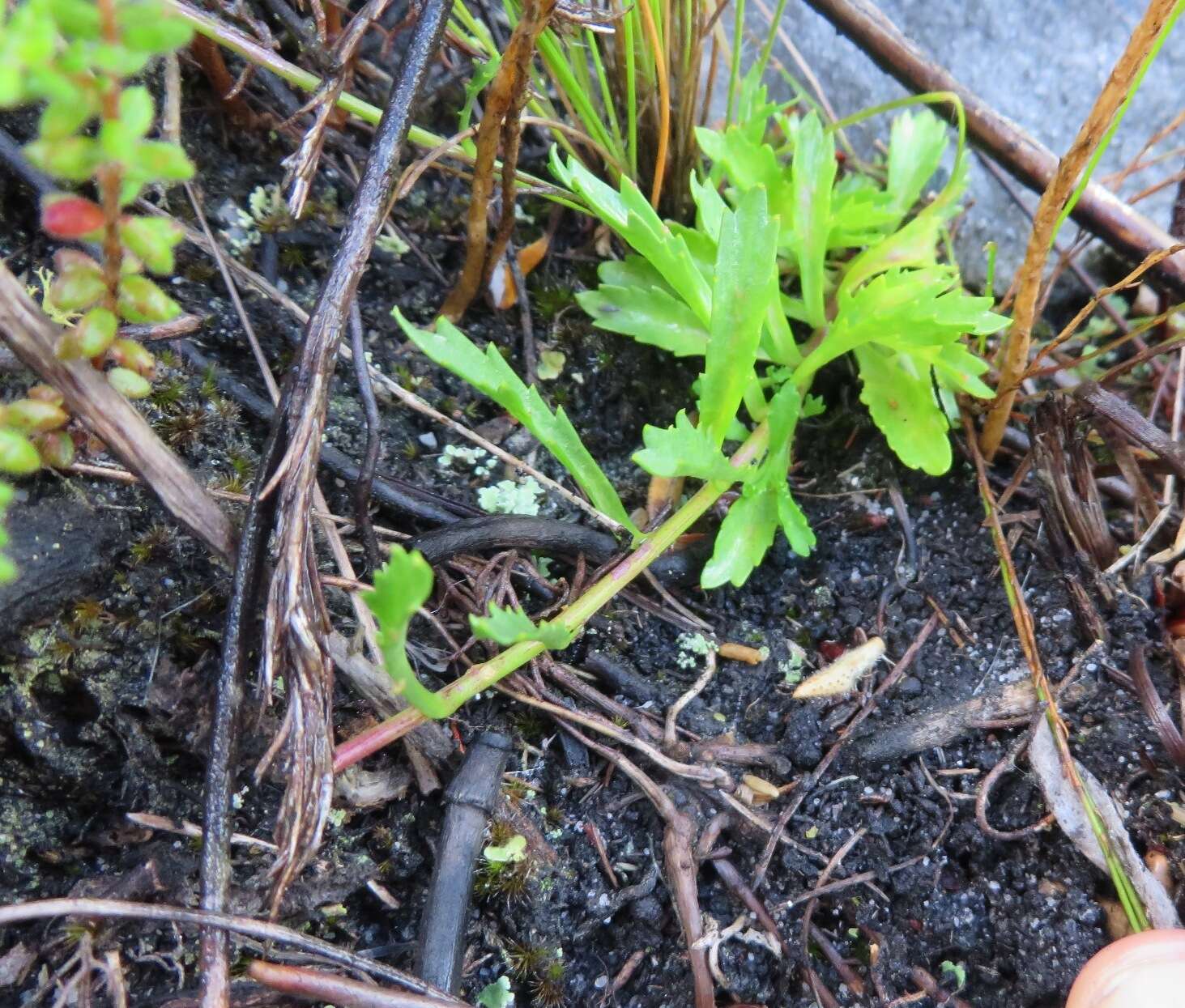 Image de Lobelia stenosiphon (Adamson) E. Wimm.