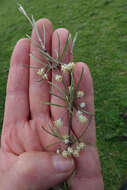 Image of Olearia virgata var. lineata Kirk