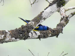 Image of Turquoise Tanager