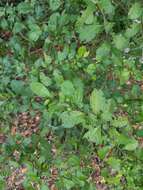 Image of twoleaf nightshade