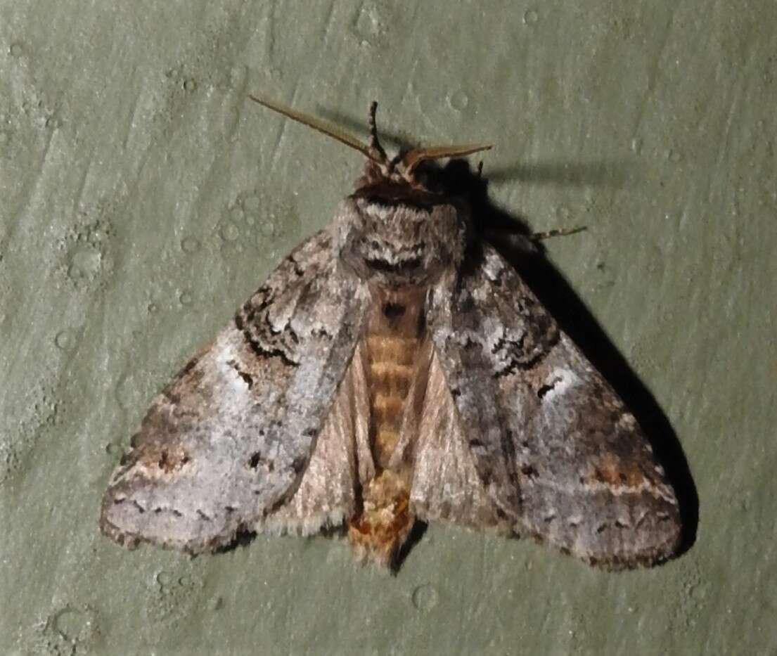 Image of Linden Prominent