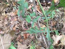 Image of largeflower yellow false foxglove