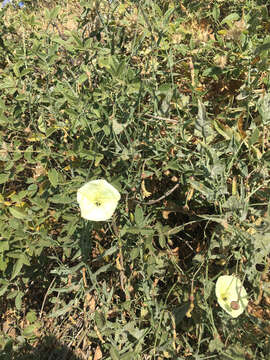 Convolvulus palaestinus Boiss. resmi