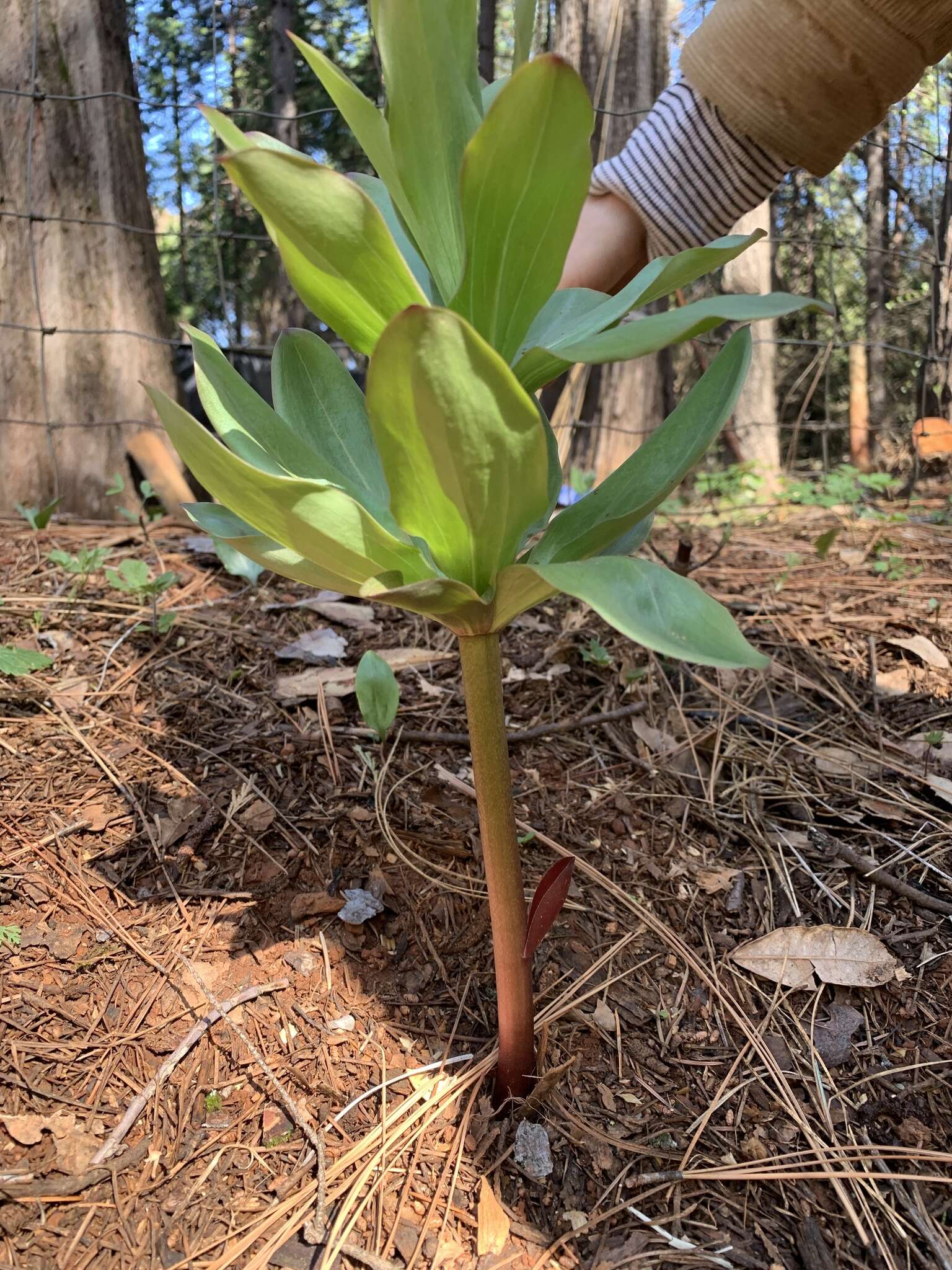 Слика од Lilium humboldtii subsp. humboldtii