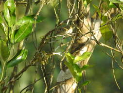 Phylloscopus chloronotus (Gray, JE, Gray & GR 1847) resmi