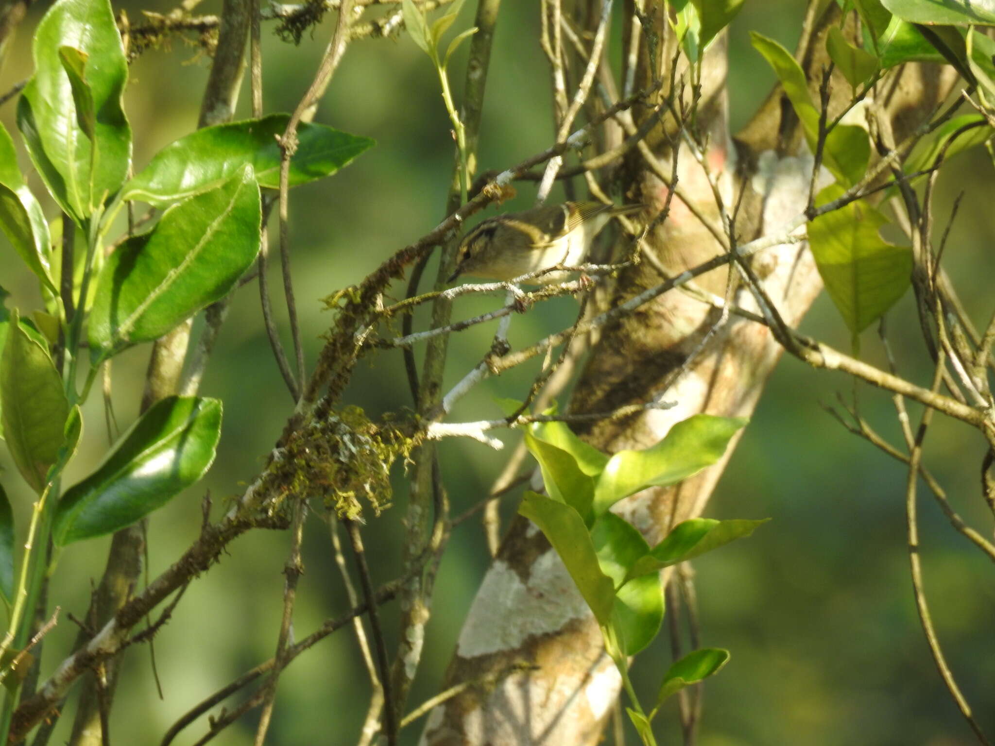 Слика од Phylloscopus chloronotus (Gray, JE, Gray & GR 1847)