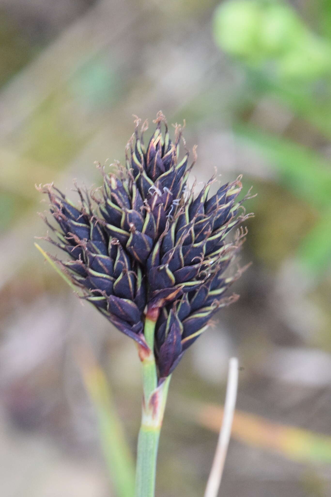 Imagem de Carex parviflora Host