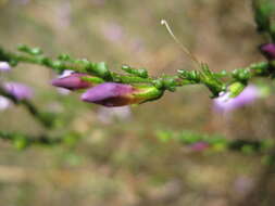 Image of Eremophila gibbifolia (F. Muell.) F. Muell.