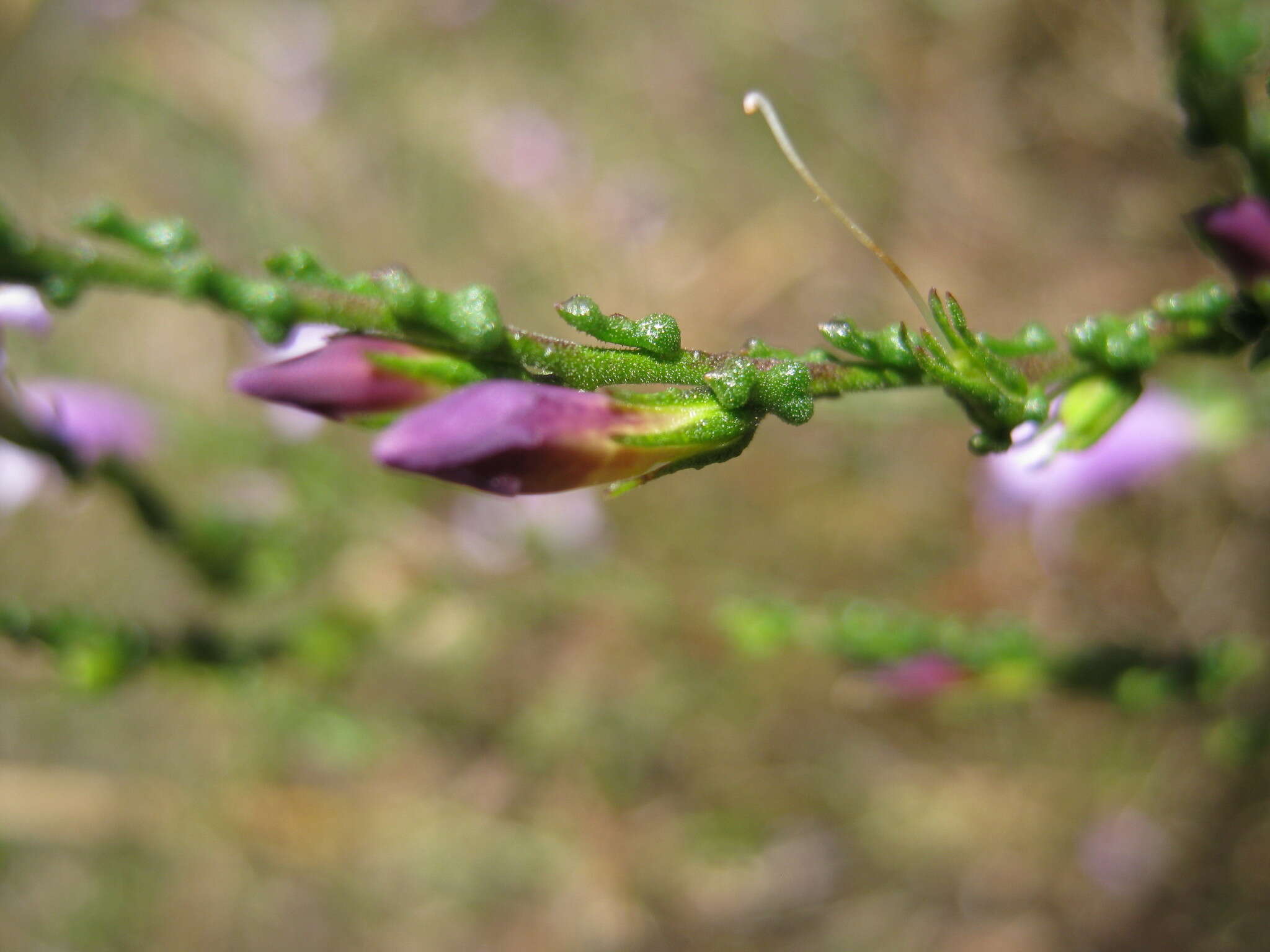 Image of Eremophila gibbifolia (F. Muell.) F. Muell.