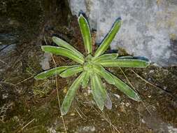 Image of Saxifraga hostii Tausch